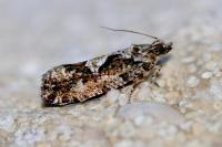 Zeiraphera isertana