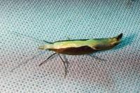 Ypsolopha dentella