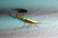 Ypsolopha dentella