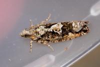 Zeiraphera isertana