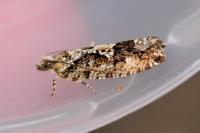 Zeiraphera isertana