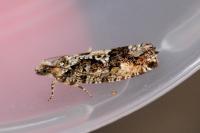 Zeiraphera isertana