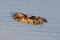 Zeiraphera isertana