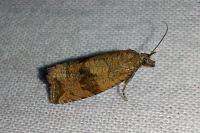 Celypha striana