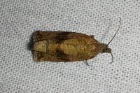 Celypha striana