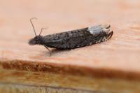 Ancylis tineana