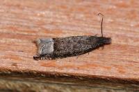 Ancylis tineana