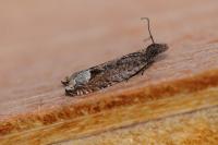 Ancylis tineana