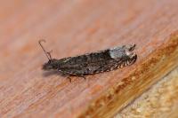 Ancylis tineana