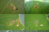 Stigmella tiliae