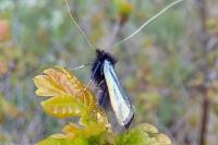 Adela reaumurella