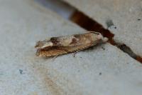 Eucosma conterminana