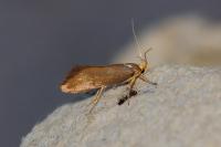 Crassa unitella