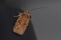 Agonopterix