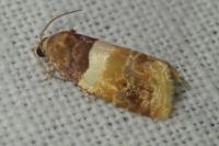 Epinotia festivana