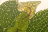 Stigmella tiliae