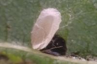 Stigmella tiliae