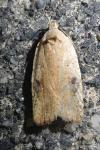 Agonopterix nervosa