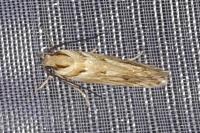Stomopteryx detersella