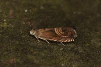Grapholita delineana