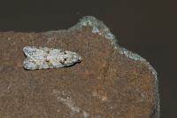 Eana canescana