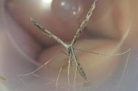 Agdistis