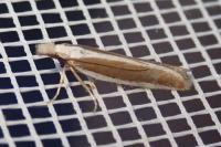 Dichomeris marginella