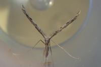 Agdistis