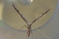 Agdistis