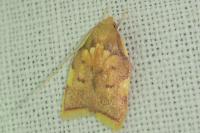 Carcina quercana