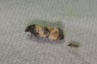 Cochylichroa atricapitana