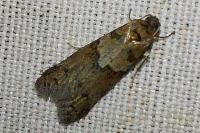 Tortricodes alternella