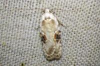 Agonopterix alstroemeriana