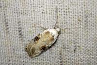 Agonopterix alstroemeriana