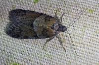 Tortricodes alternella