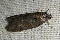 Tortricodes alternella