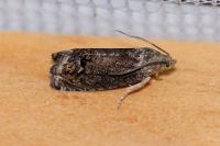Cydia splendana