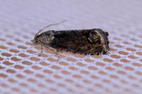 Cydia splendana