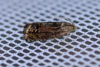 Cydia splendana