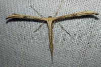 Emmelina monodactyla