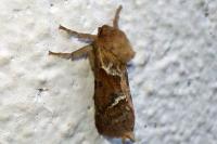 Triodia sylvina