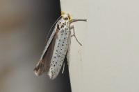 Yponomeuta evonymella
