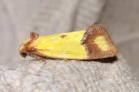 Agapeta zoegana