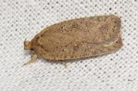 Agonopterix scopariella