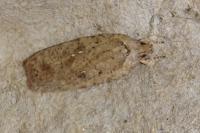 Agonopterix scopariella