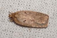 Agonopterix