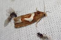 Epiblema foenella