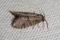 Penestoglossa dardoinella