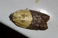 Acleris variegana