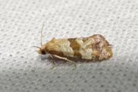 Phalonidia contractana